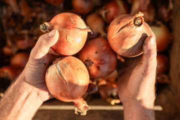 Farmer hands holding fresh organic onions during harvest, showing natural food production and agriculture