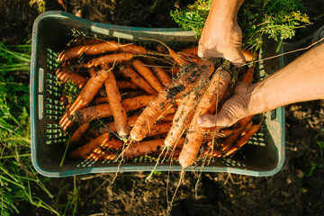 Farmer hands gathering freshly pulled carrots with green tops and soil still attached, filling a plastic crate in a garden