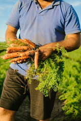Man's hands holding a bountiful harvest of raw dirty carrots with green leafy tops, standing in a sunny field