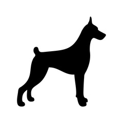 Doberman pinscher dog silhouette standing in profile view Vector, illustration