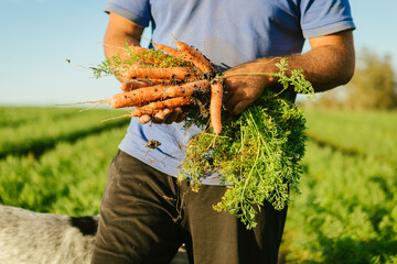 Hands of a farmer harvesting a bunch of raw organic carrots from a fertile field, showing farming and healthy food concept