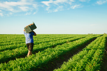 Unrecognizable farmer carrying crate of fresh organic carrots across green field during harvest, working on agricultural farm