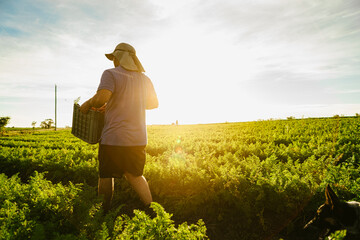 Farmer harvesting carrots with a dog in a sunny field, showing sustainable agriculture and organic produce