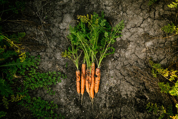 Freshly harvested carrots lying on cracked soil, representing organic farming and healthy eating
