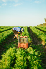 Farmer harvesting fresh organic carrots by hand, placing vegetables into crates in a sunny agricultural field