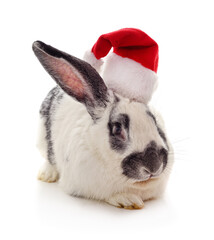 Rabbit in a christmas hat isolated on a white background.