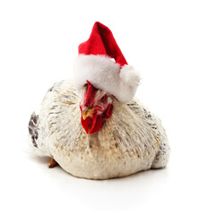 Rooster wearing Santa hat.