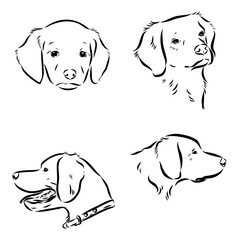 Breton epagnole dog, vector sketch