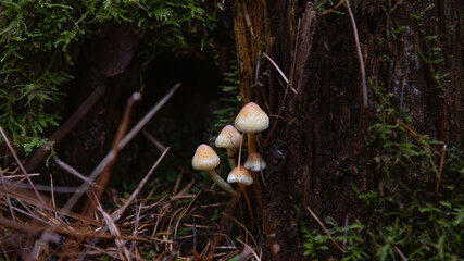 mushrooms in the woods