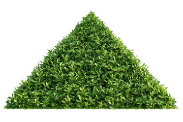 Pyramid shaped green hedge standing tall on bright grass in a well-maintained garden during sunny daytime