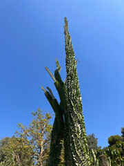 An unusual, elongated, large, cone-shaped sicculent in a park. Spain, early autumn.