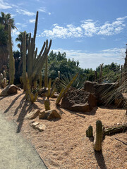 A beautiful arrangement of elongated cacti in a public park. Spain, 2022.