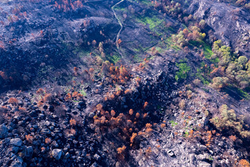 The tragic beauty of a forest fire's aftermath, Climate Change