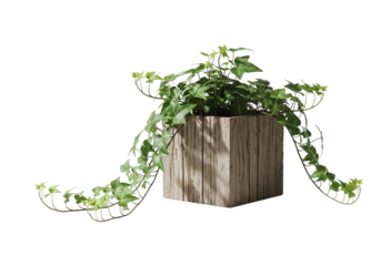 Ivy plant in a stylish wooden pot adds a touch of green to any space ideal for interior decor and garden themes