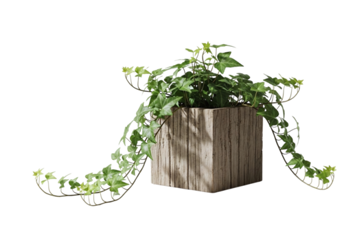Ivy plant in a stylish wooden pot adds a touch of green to any space ideal for interior decor and garden themes