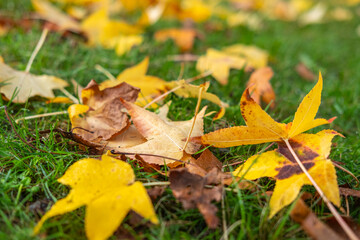 Fallen autumn leaves on green grass, Colors of Autumn