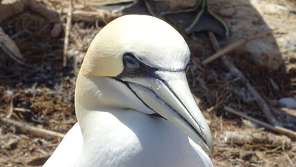 Basstölpel auf Helgoland