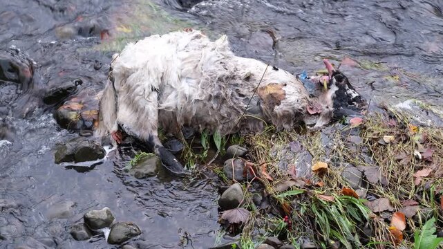 Dead livestock, a goat or sheep lying in a river after heavy rainfall, illustrating the impact of severe weather, flooding, and climate change related risks to modern agriculture.