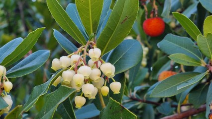 Arbutus unedo fruits flowers leaves in autumn