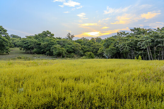 Vast lush green field meadow under a sunset blue sky with wispy clouds and distant dense forest trees. Nature landscape