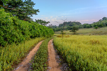 Dirt road is surrounded by wild weeds and trees. Country road in a grass field with a clear blue sky. Sandy path through lush greenery meadow and forest in evening sunset
