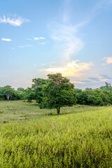 Obraz premium Lonely tree in a grass meadow field with dense lush forest background. Rural countryside landscape with single tree in blue cloudy sky with evening sunset