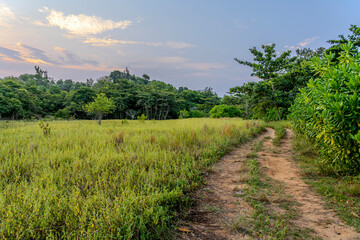 Naklejka premium Dirt road is surrounded by wild weeds and trees. Country road in a grass field with a clear blue sky. Sandy path through lush greenery meadow and forest in evening sunset