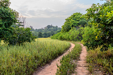 Naklejka premium Dirt road is surrounded by wild weeds and trees. Country road in a grass field with a clear blue sky. Sandy path through lush greenery meadow and forest in evening sunset