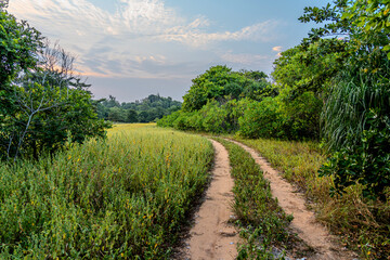 Naklejka premium Dirt road is surrounded by wild weeds and trees. Country road in a grass field with a clear blue sky. Sandy path through lush greenery meadow and forest in evening sunset