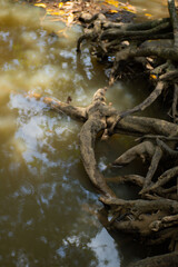 Photo of tree roots on the riverbank with murky river water. Old tree roots.