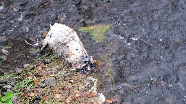 A dead farm animal, a sheep or goat, found in a flooded river following a storm. The scene highlights the environmental impact of extreme weather and the vulnerability of rural farming.