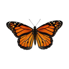 Fototapeta premium A monarch butterfly with its wings spread open, showcasing its vibrant orange and black markings, , a captivating insect