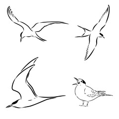 tern is a wild bird, vector sketch