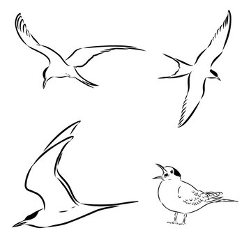 tern is a wild bird, vector sketch