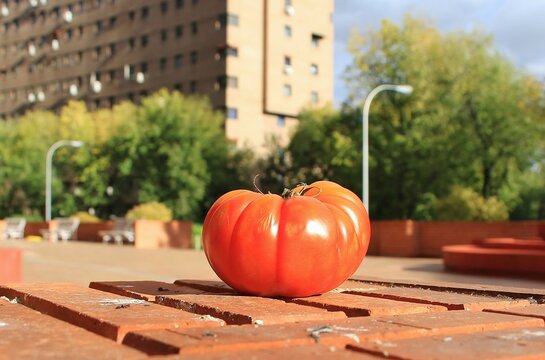 Un tomate natural y fresco rojo, brillante y sabroso en la calle