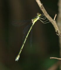 Lestes temporalis, a female damselfly species resting and laying eggs on aquatic vegetation near ponds and wetlands in Korea. Photographed in Korea.