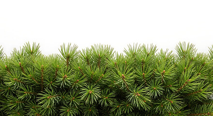 Green pine needles border against a white background nature evergreen