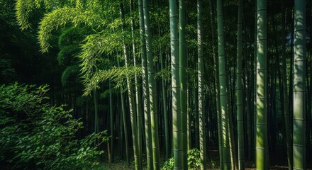 Fototapeta premium Dense bamboo forest with long, slender green stalks and lush foliage