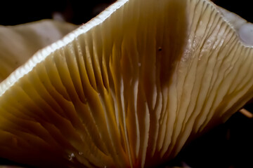 Close-up macro of mushroom gills with dramatic light and shadow. Abstract organic lines and soft texture reveal fine natural structure and depth
