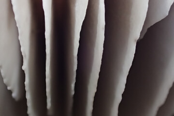 Extreme macro of mushroom gills forming soft abstract lines in natural light. Minimalist organic texture highlighting delicate structure and smooth gradients
