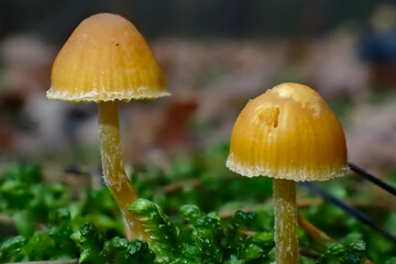 Two tiny orange mushrooms growing among bright green moss on a forest floor. Close-up macro capturing texture, color contrast, and delicate natural beauty