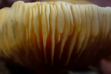 Macro photo of mushroom gills showing soft curves, warm tones, and natural light. Organic lines create an abstract texture highlighting forest beauty and structure