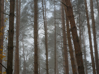 Misty pine forest in soft autumn light. Tall straight trunks fade into fog, creating a calm, atmospheric, and minimalist natural landscape