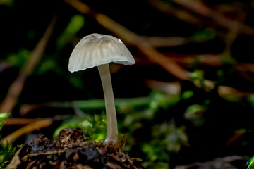 Macro of a tiny translucent mushroom growing on forest floor, surrounded by moss and pine needles. Delicate texture and soft natural light create a peaceful woodland scene