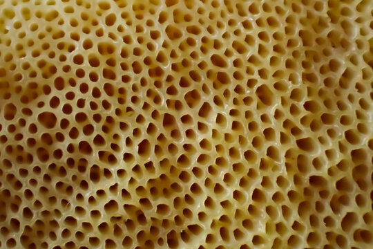 Macro close-up of Suillus mushroom pore surface showing yellow sponge-like structure, natural patterns, and organic abstract texture in warm tones