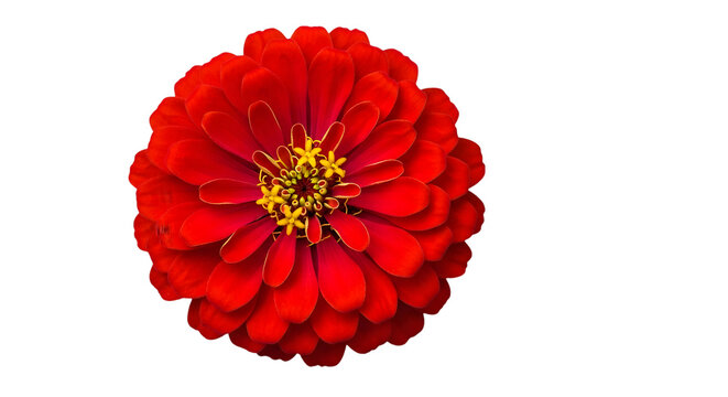 Bright red zinnia flower &mdash; top view vibrant bloom on white background

