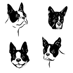 Boston terrier, dog, vector sketch