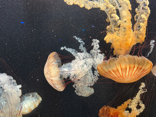 jellyfish in aquarium