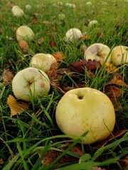 Close up of some apples on the ground. The apples have fallen from the tree.