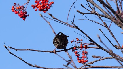  Slow motion of Common Starling (Sturnus vulgaris), eating mountain ash or rowan (Sorbus aucuparia) berries